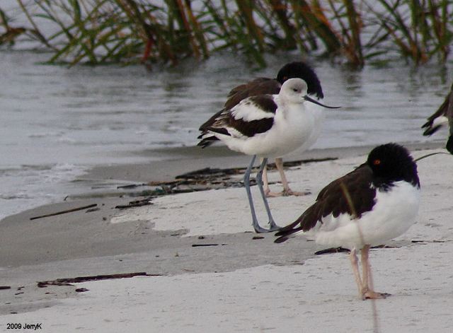 American Avocet